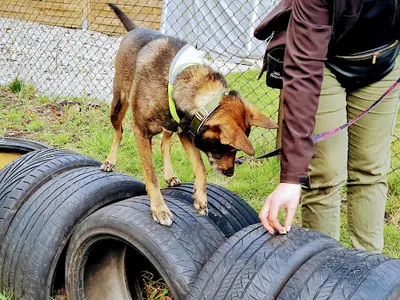 Jagodowy Pies - trener szkolenia psów i behawiorysta
